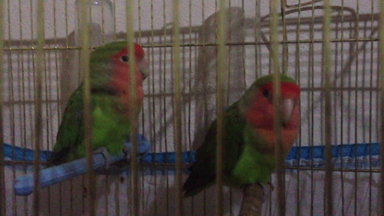 Chan