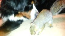 Squirrel hides nuts in a Bernese Mountain dog's fur (as seen on Ridiculousness)