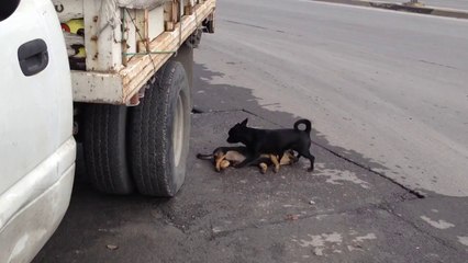 Um cao tentando reviver seu amigo morto