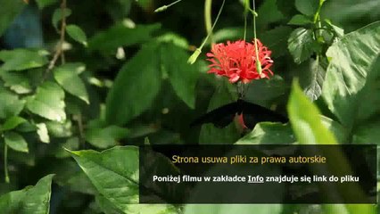 instrukcja ewakuacji szkoly