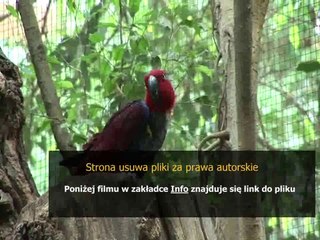 sposob na zatoki szczekowe