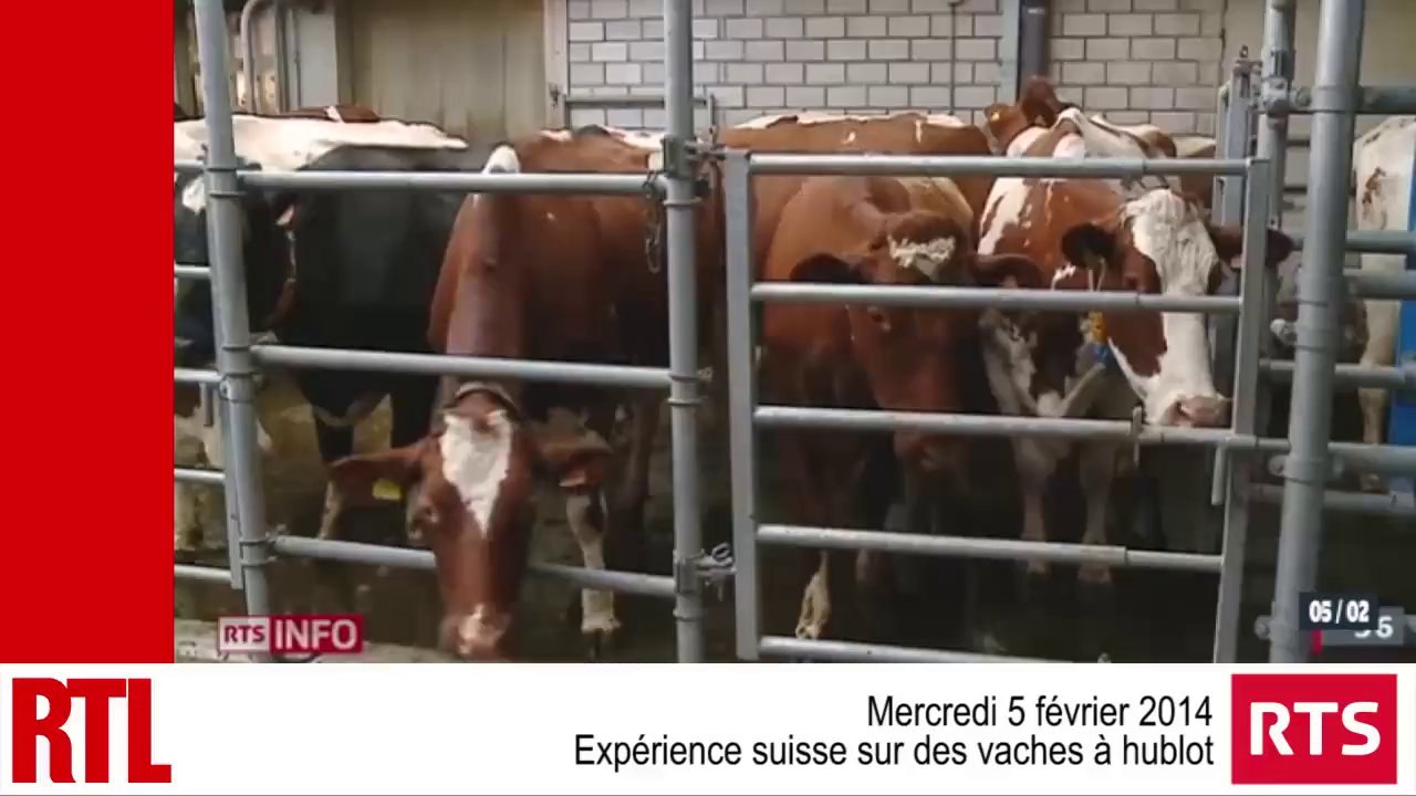 Suisse : expérience sur des "vaches à hublot"