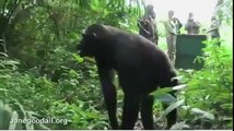 The touching moment Jane Goodall is hugged by rescued chimp