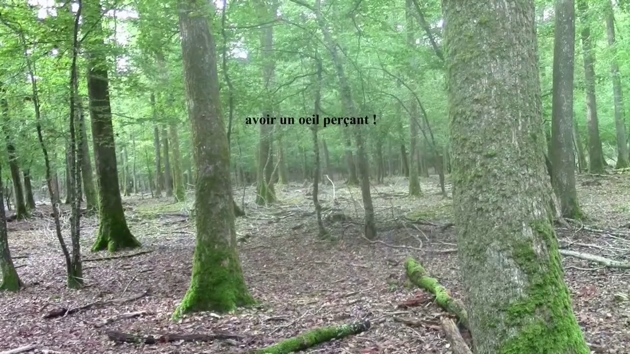 jeu de cerfs