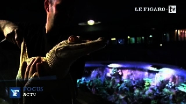 L'Aquarium tropical de Paris accueille deux alligators albinos