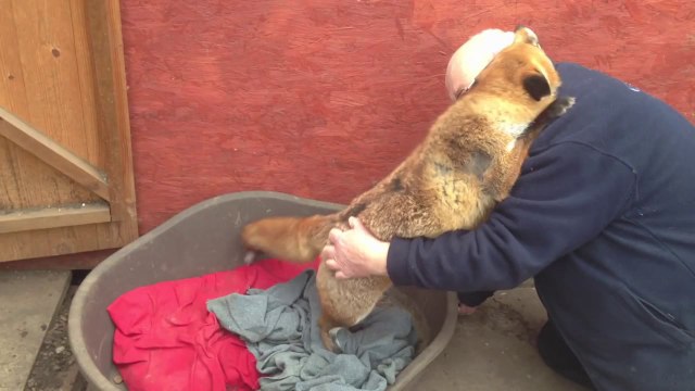 Renard reçoit des caresses