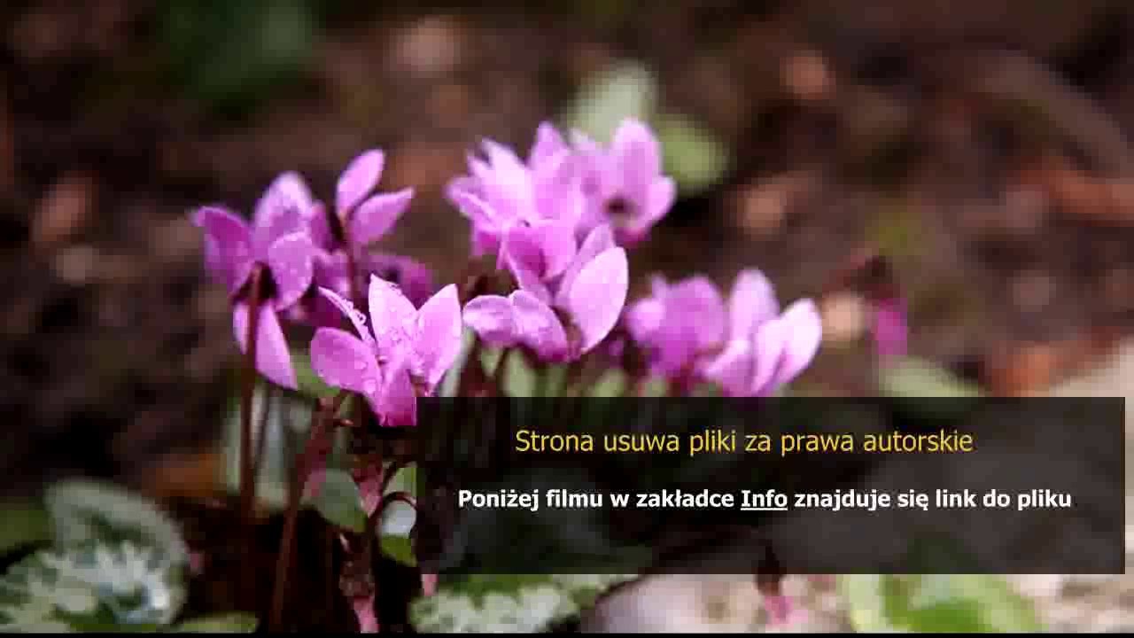kupon na tatuaz wroclaw