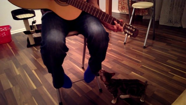 Un chat fasciné par une guitare... Trop mignon