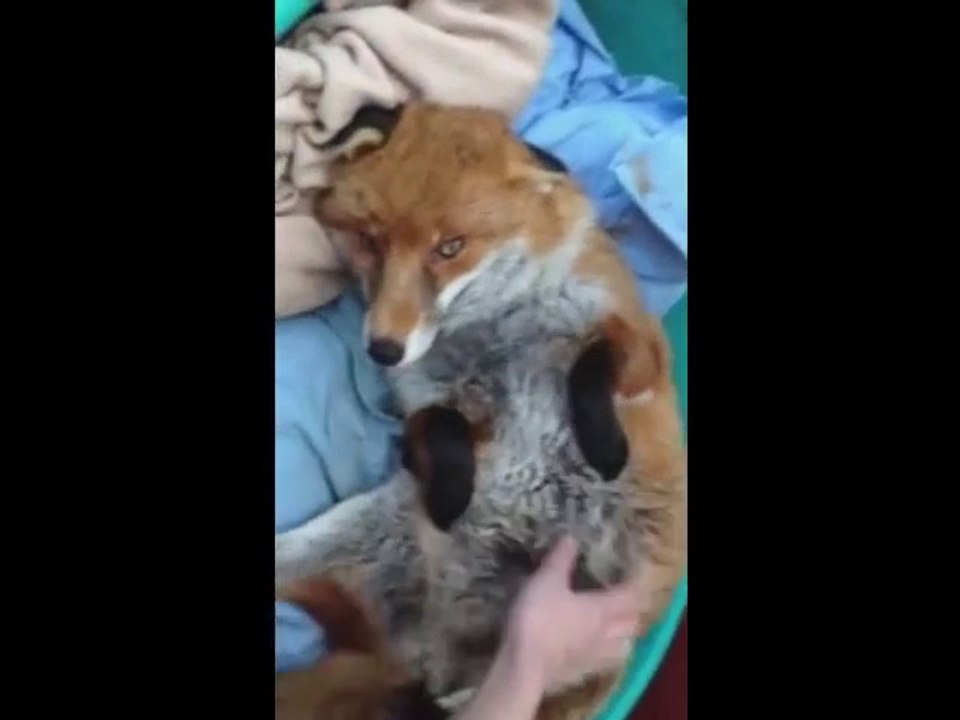 Un renard comme animal de compagnie... Trop mignon!