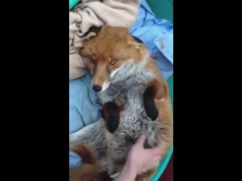 Un renard comme animal de compagnie... Trop mignon!