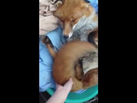 This Cute, Happy Fox May Just Melt Your Heart