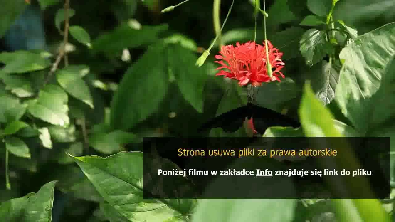 instrukcja citroen xsara picasso po polsku chomikuj