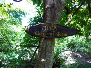 EL VOLCAN SAN CRISTOBAL EN TODA SU INMENSIDAD.