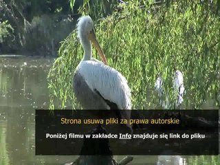 skuteczny sposob na afty