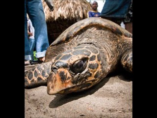 RESERVA NATURAL ESTERO PADRE RAMOS.EL VIEJO-CHINANDEGA.