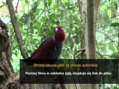 instrukcja obslugi pilota uniwersalnego vivanco ur 89