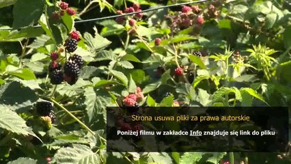 manual philips cordless phone