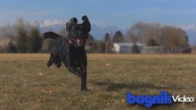 Slow Motion-Dogs
