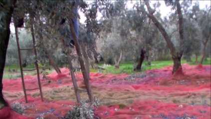 Zeytin Hasadı