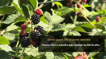 blackberry 8520 instrukcja obslugi w jezyku polskim