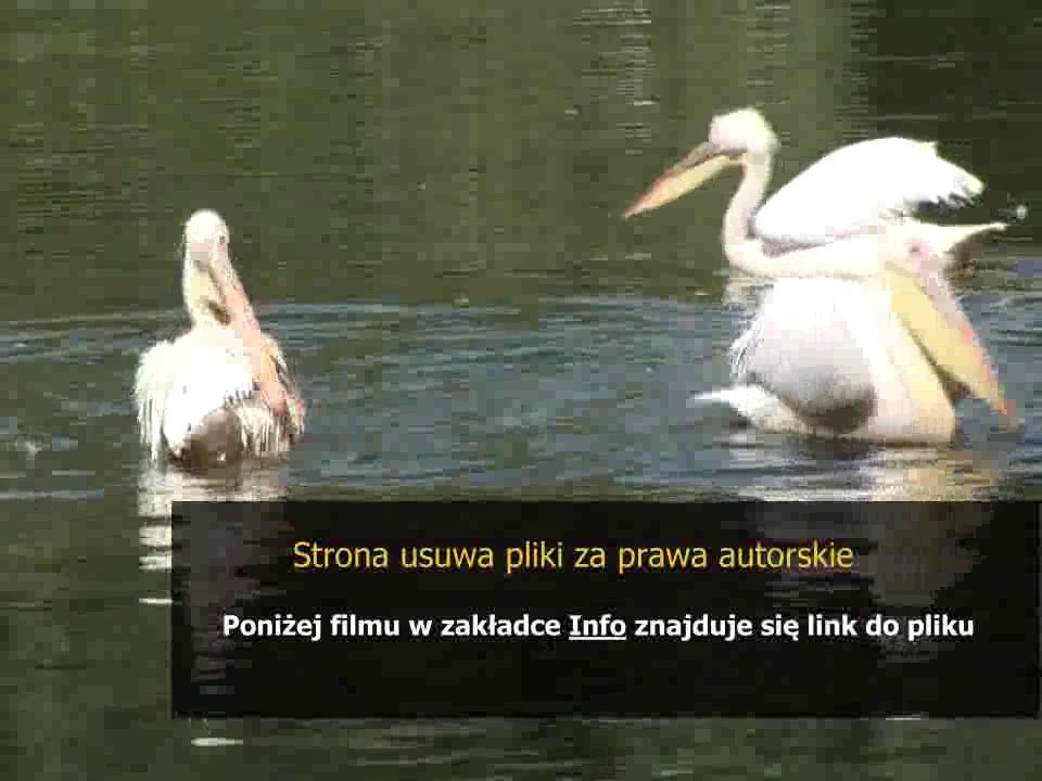 instrukcja obslugi radia samochodowego philips car 400