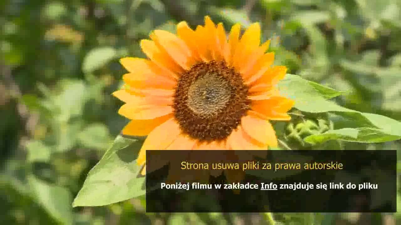 instrukcja obslugi zmywarka bosch sps53e08eu