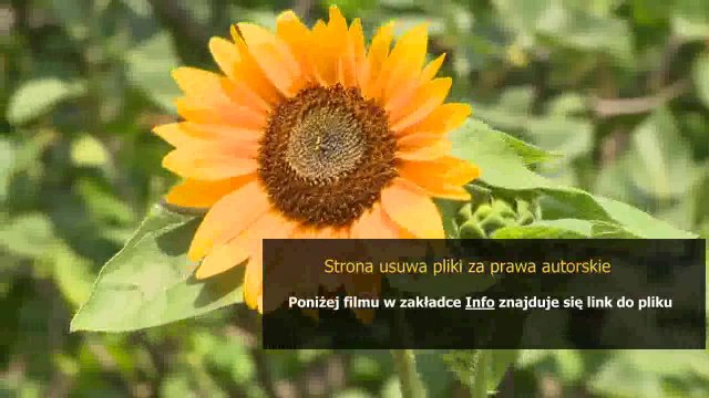 instrukcja montazu zmywarki bosch do zabudowy