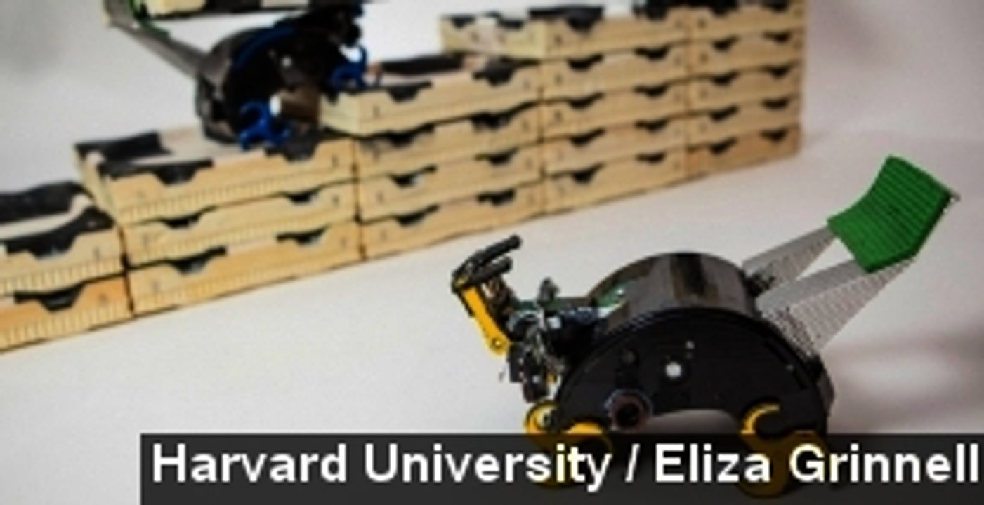 Robot Termites Can Build Complex Structures