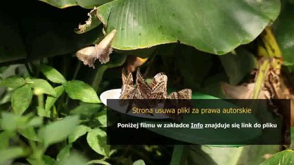 instrukcja archiwalna muzeum