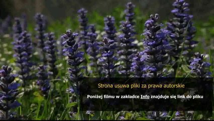 poradnik 18 wheels of steel across america