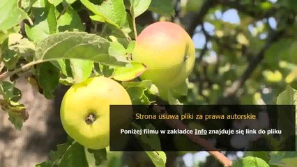 asterix na olimpiadzie poradnik chomikuj