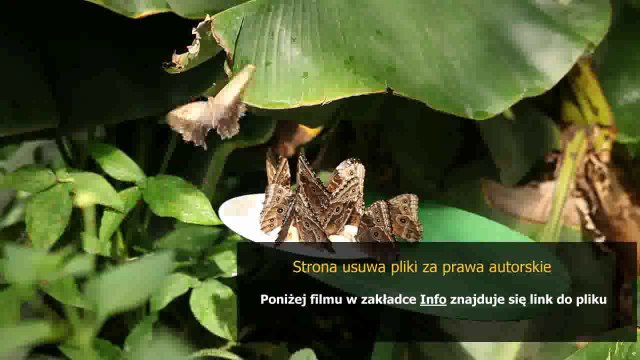 instrukcja obslugi zmywarki electrolux esf 63020