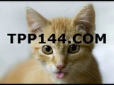 헬로우바카라❥❥❥ＴＰＰ１４４.COM❥❥❥헬로우바카라