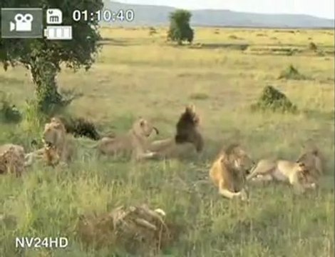 Lions playing jungle animation adobe premiere discovery caterinca