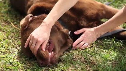 Checking your dog’s health for problems- Purina