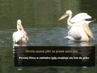 kod rabatowy do merlin pl