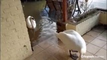 Wraysbury resident welcomes swans to flooded house