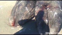 Conjoined whales wash up in Mexico