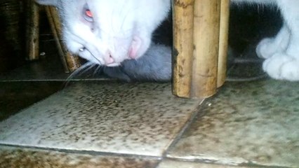 titi a perdu avec grosminet