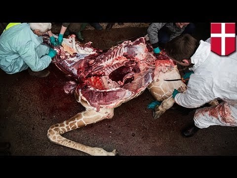 Denmark giraffe controversy: Second zoo plans to kill giraffe called Marius