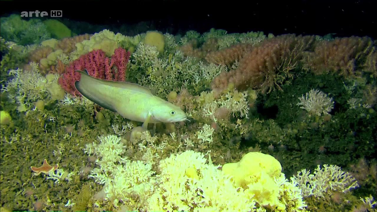 Paradis en eaux froides (HD)