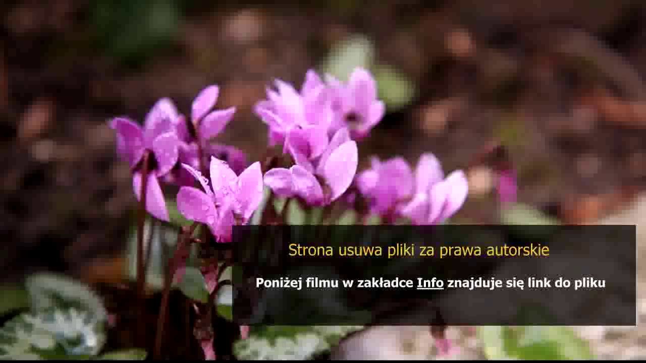 sposob na muszki owocowki w domu