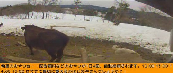 2014-02-14 11-17 牧場三号機　牛と鳥とワンコと…