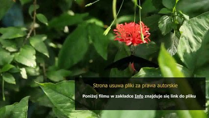 instruction manuals samsung galaxy ace