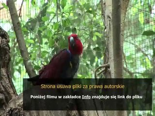 lol poradnik fiora pl