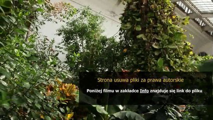 szybki sposob na yangi