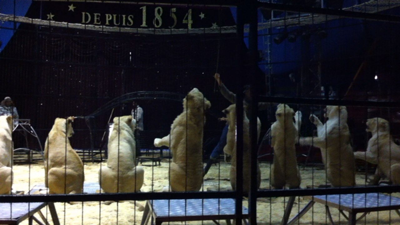 Le dressage des lions blancs du cirque Pinder