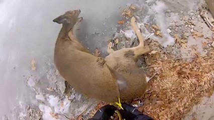 Hovercraft Deer Rescue