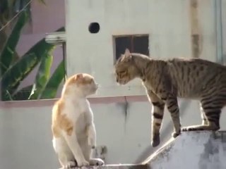 Real Cat Fight ( Watch With Sound)