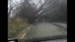 Tree Collapses Onto Rural Irish Road During Storm